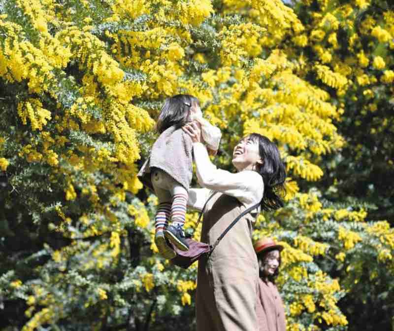 3月8日は「ミモザが輝く日：国際女性デーに込められた感謝と平等のメッセージ」