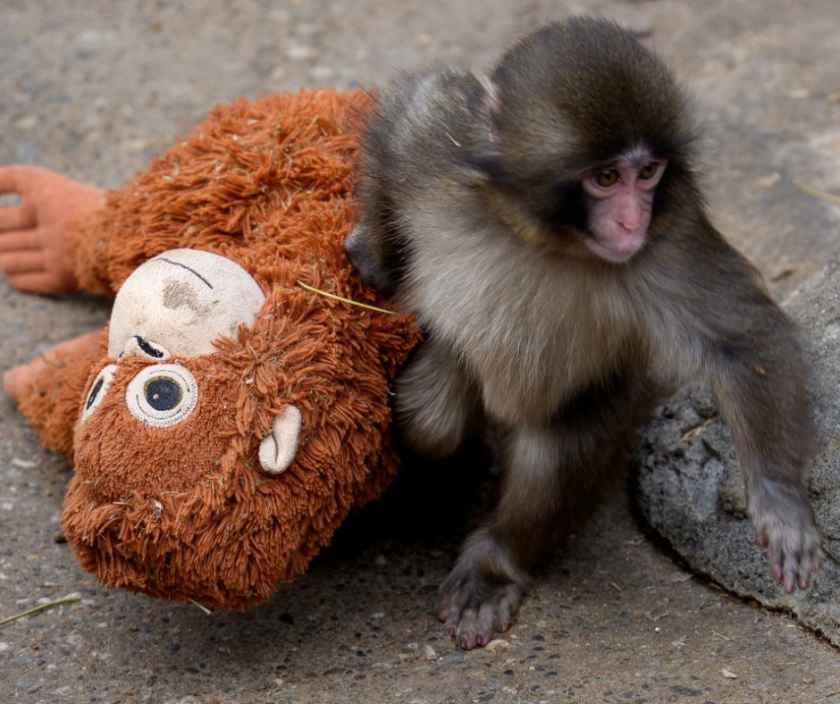 パンチくんぬいぐるみメルカリ現象：小さなサルの物語が引き起こした世界的なブームと転売の影