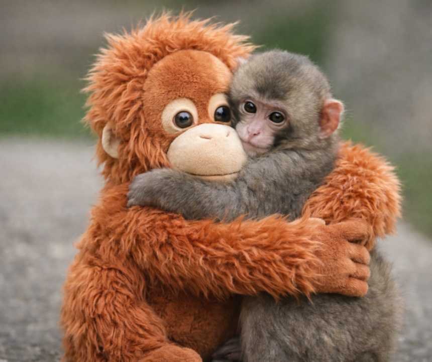 パンチくんの「オランママ」ぬいぐるみが世界を熱狂させた理由 ～市川市動植物園の感動ストーリーと爆売れ現象～