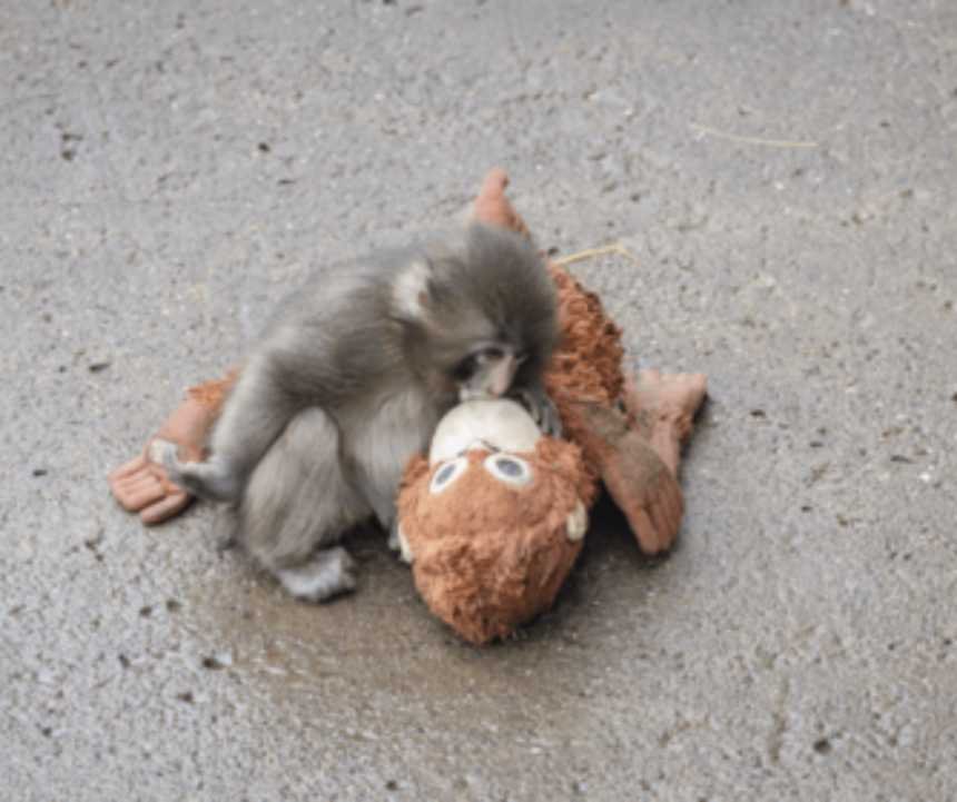 子猿「パンチくん」の感動ストーリー：母親に捨てられた小さな命が、世界を動かした奇跡